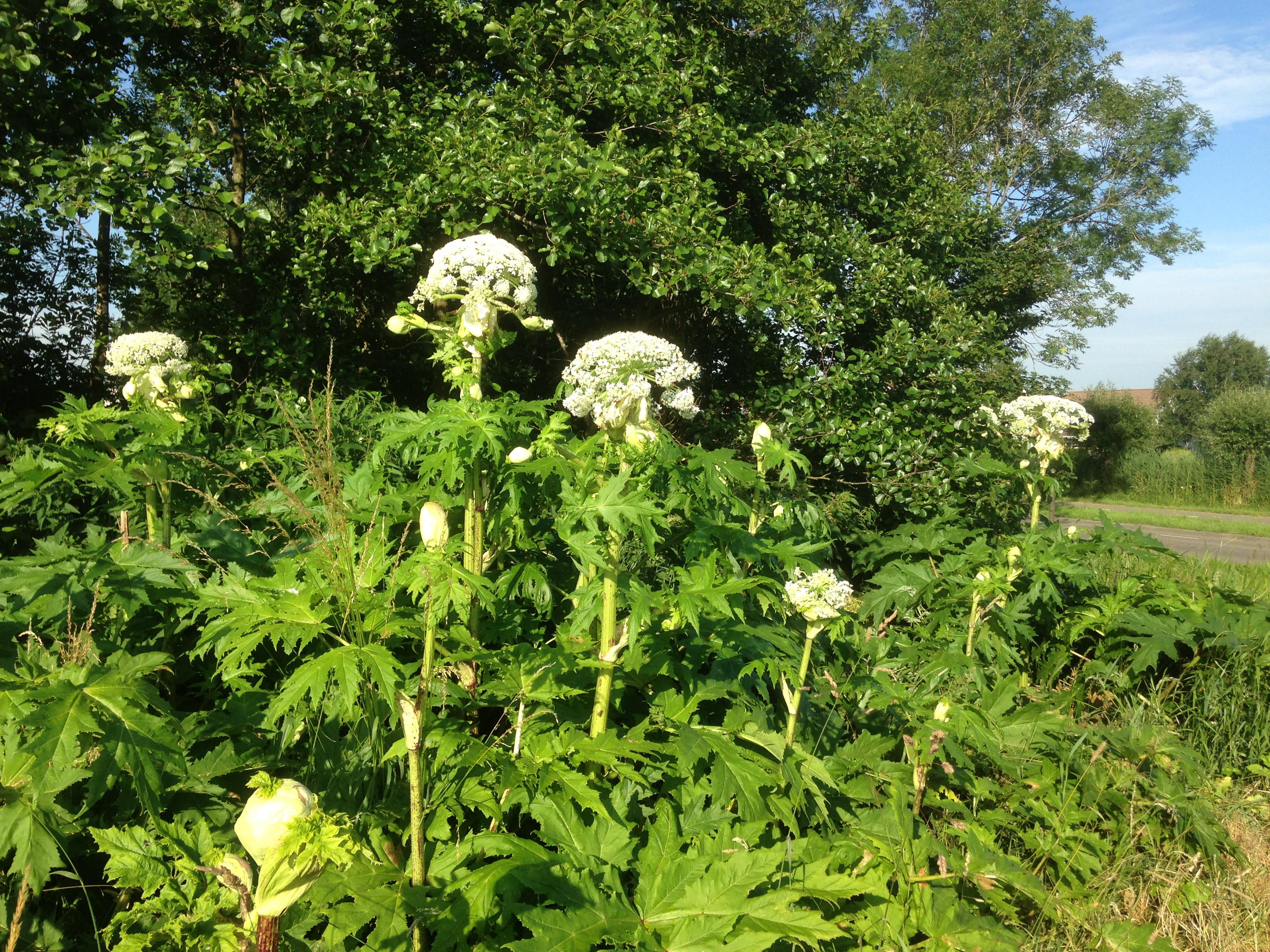 Biologische Stoffen Van Planten En Schimmels | Arbocatalogus Hoveniers ...