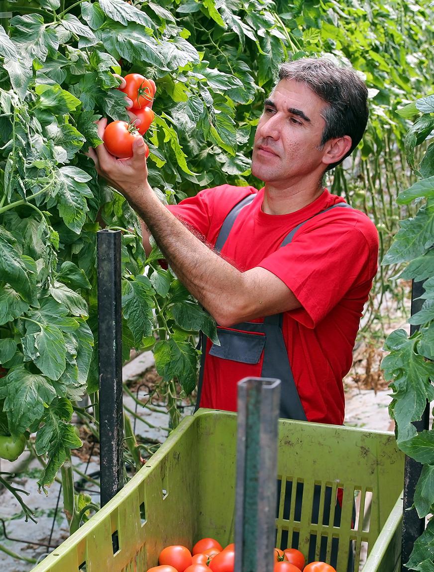 Tomatenplukken