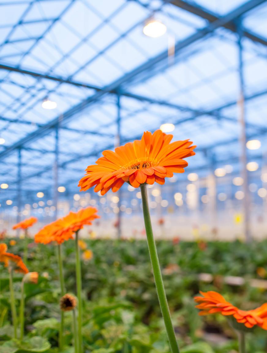 Online vragenlijst met Vitaliteitsscan medewerkers Glastuinbouw