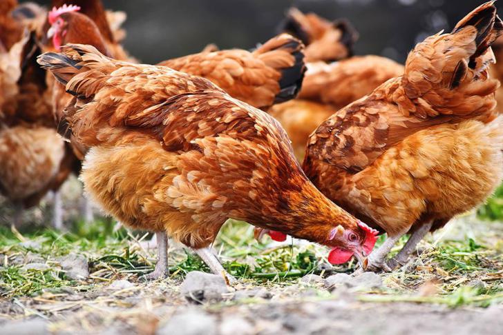 Hoe denken pluimveehouders over de jaarlijkse griepprik door het risico op vogelgriep?