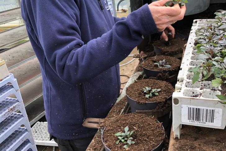 Oppotten in de potplanten: tips en trucs voor ondernemers en medewerkers